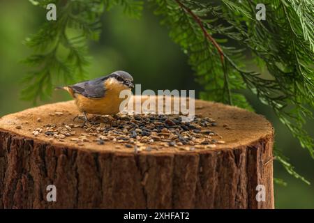 Eurasische Nacktschnecke, Sitta europaea, ernähren sich von Sonnenblumenkernen eines künstlichen Vogelfutters. Stockfoto