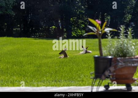 Ein Paar junger gefleckter Rehkitze ruhen an einem sonnigen Morgen auf einem offenen Rasen Stockfoto