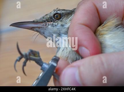 14. Juli 2024, Brandenburg, Angermünde: Beim Vogelklingeln ist im NABU Naturerlebniszentrum Blumberger Mühle ein Schilfkälber (Acrocephalus arundinaceus) zu sehen. Während eines öffentlichen Vogelringings in den Gewässern des NABU Nature Experience Center konnten interessierte Besucher heute Morgen Vögel aus den Schilfbeeten aus nächster Nähe beobachten. Hier werden zwei Mal im Jahr Vögel mit speziellen Netzen und Fallen gefangen. Die Art der gefangenen Vögel wurde ermittelt, sie wurden gemessen und gewogen und zur Erkennung mit einem Ring versehen. Nach kurzer Stressphase konnten die Vögel wieder hineinfliegen Stockfoto