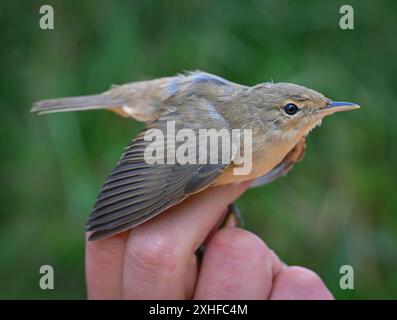 14. Juli 2024, Brandenburg, Angermünde: Beim Vogelklingeln ist im NABU-Naturerlebniszentrum Blumberger Mühle ein Schilfkälber (Acrocephalus scirpaceus) zu sehen. Während eines öffentlichen Vogelringings in den Gewässern des NABU Nature Experience Center konnten interessierte Besucher heute Morgen Vögel aus den Schilfbeeten aus nächster Nähe beobachten. Hier werden zwei Mal im Jahr Vögel mit speziellen Netzen und Fallen gefangen. Die Art der gefangenen Vögel wurde ermittelt, sie wurden gemessen und gewogen und zur Erkennung mit einem Ring versehen. Nach einer kurzen Stressphase konnten die Vögel wieder in die Th fliegen Stockfoto