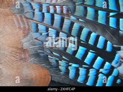 14. Juli 2024, Brandenburg, Angermünde: Die Nahaufnahme zeigt die bunten Federn eines jay (Garrulus glandarius) beim Vogelklingeln im NABU Naturerlebniszentrum Blumberger Mühle. Während eines öffentlichen Vogelringings in den Gewässern des NABU Nature Experience Center konnten interessierte Besucher heute Morgen Vögel aus den Schilfbeeten aus nächster Nähe beobachten. Hier werden zwei Mal im Jahr Vögel mit speziellen Netzen und Fallen gefangen. Die Art der gefangenen Vögel wurde ermittelt, sie wurden gemessen und gewogen und zur Erkennung mit einem Ring versehen. Nach kurzer Stressphase konnten die Vögel in der Lage sein Stockfoto