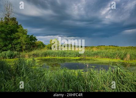 14. Juli 2024, Brandenburg, Angermünde: Blick über das Teichgebiet im NABU Naturerlebniszentrum Blumberger Mühle. Während einer öffentlichen Vogelklingveranstaltung in den Gewässern des NABU Nature Experience Center konnten interessierte Besucher heute Morgen Vögel in den Schilfbeeten aus nächster Nähe beobachten. Hier werden zwei Mal im Jahr Vögel mit speziellen Netzen und Fallen gefangen. Die Art der gefangenen Vögel wurde ermittelt, sie wurden gemessen und gewogen und zur Erkennung mit einem Ring versehen. Nach kurzer Stressphase konnten die Vögel wieder in die Wildnis fliegen. Zahlreiche Einblicke können aus einem geringelten gewonnen werden Stockfoto