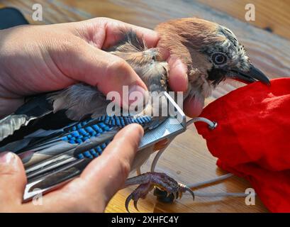 14. Juli 2024, Brandenburg, Angermünde: Ein jay (Garrulus glandarius) ist beim Vogelklingeln im NABU Naturerlebniszentrum Blumberger Mühle zu sehen. Während eines öffentlichen Vogelringings in den Gewässern des NABU Nature Experience Center konnten interessierte Besucher heute Morgen Vögel aus den Schilfbeeten aus nächster Nähe beobachten. Hier werden zwei Mal im Jahr Vögel mit speziellen Netzen und Fallen gefangen. Die Art der gefangenen Vögel wurde ermittelt, sie wurden gemessen und gewogen und zur Erkennung mit einem Ring versehen. Nach kurzer Stressphase konnten die Vögel wieder in die Wildnis fliegen. Zahl Stockfoto