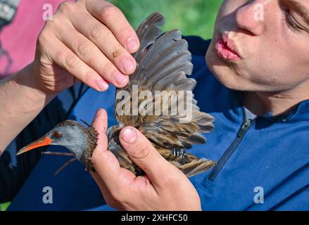 14. Juli 2024, Brandenburg, Angermünde: Landelin Winter, freiwillige Vogelringer, hält beim Vogelklingeln im NABU-Naturerlebniszentrum Blumberger Mühle eine Wasserschiene (Rallus aquaticus) in den Händen. Während eines öffentlichen Vogelringings in den Gewässern des NABU Nature Experience Center konnten interessierte Besucher heute Morgen Vögel aus den Schilfbeeten aus nächster Nähe beobachten. Hier werden zwei Mal im Jahr Vögel mit speziellen Netzen und Fallen gefangen. Die Art der gefangenen Vögel wurde ermittelt, sie wurden gemessen und gewogen und zur Erkennung mit einem Ring versehen. Nach einer kurzen Stressphase Stockfoto