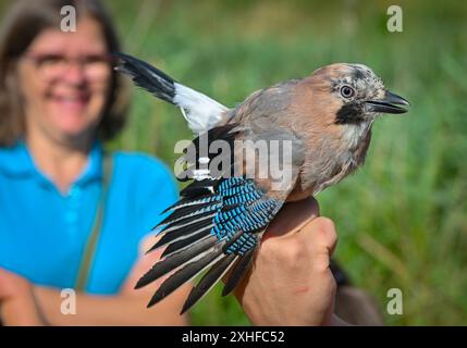 14. Juli 2024, Brandenburg, Angermünde: Ein jay (Garrulus glandarius) beim Vogelklingeln im NABU Naturerlebniszentrum Blumberger Mühle. Während eines öffentlichen Vogelringings in den Gewässern des NABU Nature Experience Center konnten interessierte Besucher heute Morgen Vögel aus den Schilfbeeten aus nächster Nähe beobachten. Hier werden zwei Mal im Jahr Vögel mit speziellen Netzen und Fallen gefangen. Die Art der gefangenen Vögel wurde ermittelt, sie wurden gemessen und gewogen und zur Erkennung mit einem Ring versehen. Nach kurzer Stressphase konnten die Vögel wieder in die Wildnis fliegen. Zahlreiche Erkenntnisse Stockfoto