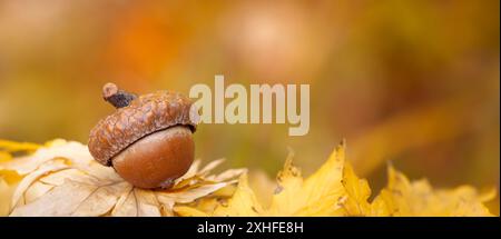Großaufnahme als Herbst-/Herbstsymbol – Stillleben Stockfoto