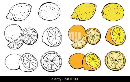 Tropische Früchte. Orangen, Pomelo, Grapefruit, Zitrone, halb und ganz. Kollektion köstlicher Zitrusfrüchte Designelemente für die Verpackung von Saft Stock Vektor