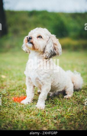 Havaneser Hund Stockfoto