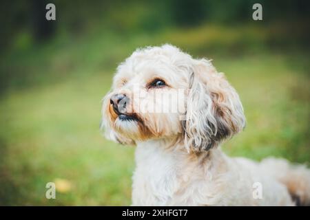 Havaneser Hund Stockfoto