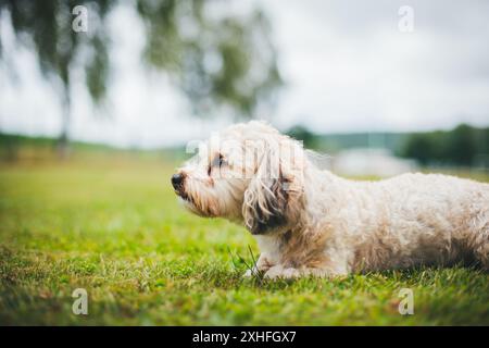 Havaneser Hund Stockfoto