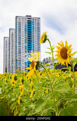 Blühende Sonnenblumen vor dem Hintergrund eines Wohnhauses. Blauer Himmel. Stockfoto