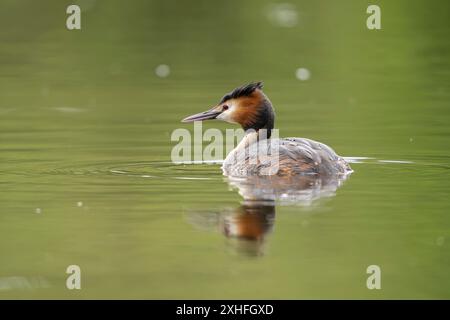 Niedriger Winkel, niedriger pov eines wilden, britischen Großkäppchen-Grebes (Podiceps cristatus), isoliert in einem Süßwassersee. Stockfoto