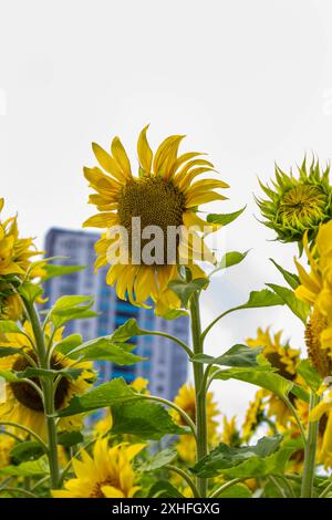 Sonnenblumen blühen. Im entfernten Wohngebäude. Stockfoto