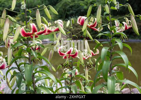 Wunderschöne rosa Lilien auf hohen Stielen vor dem Hintergrund eines Teichs und grüner Bäume. Stockfoto