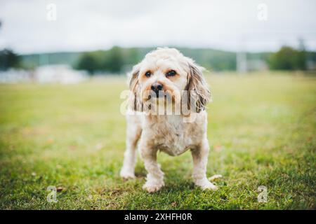 Havaneser Hund Stockfoto