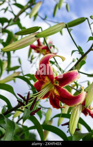 Große rosafarbene Lilie und Knospen unverblühter Blüten vor einem blauen Himmel. Stockfoto