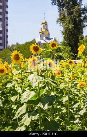 Blühende Sonnenblumen. In der Ferne befinden sich die Kuppeln der Kirche. Stockfoto