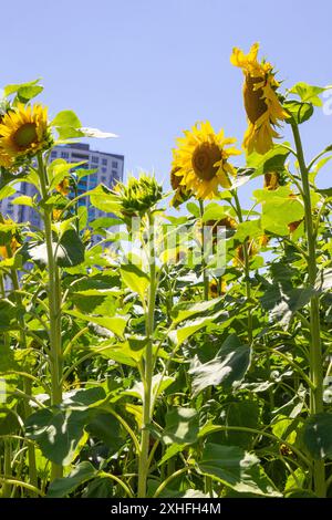 Blühende Sonnenblumen vor dem Hintergrund eines Wohnhauses und dem blauen Himmel. Stockfoto