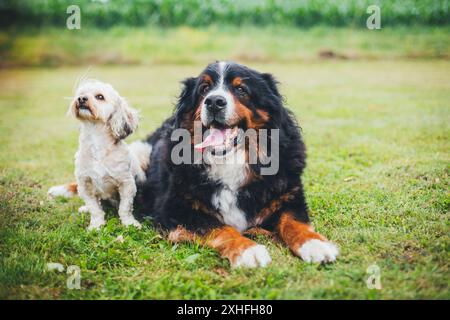 Havanese und Berner Sennenhund Stockfoto