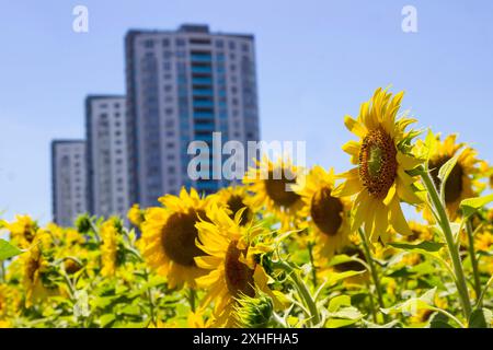 Sonnenblumen blühen. Wohngebäude. Blauer Himmel. Stockfoto