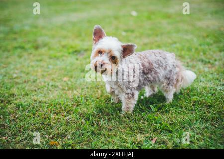 Biewer Yorkshireterrier Stockfoto