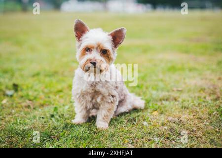 Biewer Yorkshireterrier Stockfoto