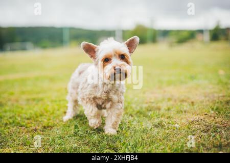 Biewer Yorkshireterrier Stockfoto