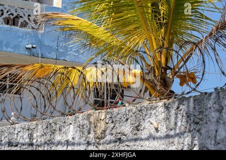 Cartagena, Kolumbien - 24. Januar 2024: Spiralen aus Stacheldraht an der Wand eines Hauses im Fischerdorf La Boquilla Stockfoto