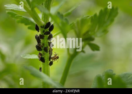 Befall mit Blattläusen aus schwarzen Bohnen. Ameisen, die zu Blattläusen-Kolonie auf einem Blumenstiel neigen. Blattläuse und Ameisen nähern sich. Stockfoto