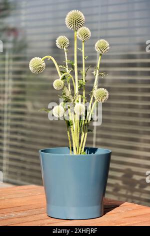 Junge große Glockendistel Echinops sphaerocephalus L. Hauspflanze im Plastiktopf auf dem Balkon der Wohnung Stockfoto