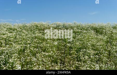 Detailaufnahme eines Feldes mit blühenden Kamillenpflanzen im Sommer Stockfoto