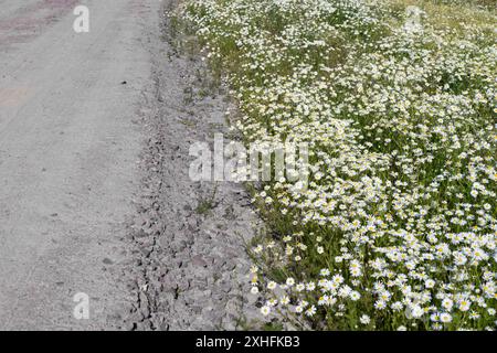 Bereich mit blühender Kamille neben einem Sandweg Stockfoto
