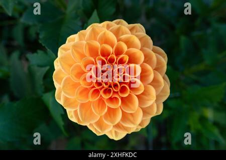 Sylvia Dahlienblume. Wunderschöne aprikosenfarbene Kugeln Dahlien aus nächster Nähe. Stockfoto