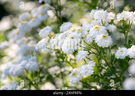 Junge Feverfew Pflanzen in voller Blüte. Tanacetum parthenium. Feverfew wird als Füllblume in Sträußen im Landhausstil verwendet. Stockfoto