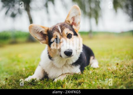 Welsh Corgi Pembroke Welpen Stockfoto