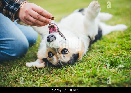 Welsh Corgi Pembroke Welpen Stockfoto