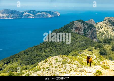 Wanderung zum Berg Talaia d'Alcúdia und Aussichtspunkt mit einem fantastischen Blick auf die Bucht von Alcúdia auf der Baleareninsel Mallorca - Spanien Stockfoto