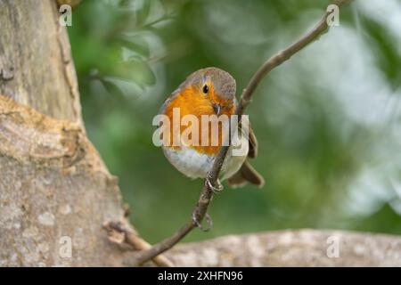 Detaillierte Vorderansicht eines rotkehlvogels, der auf einem Baum mit nach unten gekipptem Kopf sitzt. Stockfoto