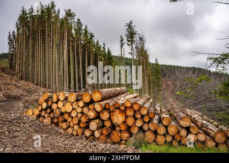 Holzfällung im Kidland Forest, Northumberland, nach Schäden durch Sturm Arwen im Jahr 2021 Stockfoto