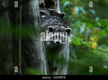 13. Juli 2024, Berlin: 13.07.2024 Berlin. Eine Makcoon-Mutter (Waschbär, Procyon lotor) blickt aus einer Baumhöhle in einem kleinen Wald im Wedding-Viertel zusammen mit zwei Jungen (dahinter). Viele Naturschützer betrachten die Ausbreitung des Waschbären in Europa mit Misstrauen. Die kleinen Raubtiere gelten als äußerst erfolgreiche, invasive Spezies, die einheimische Tiere und die Artenvielfalt bedrohen. In der Stadt verursachen die niedlichen kleinen Bären besondere Probleme, weil sie oft in Schuppen, Garagen und Dachböden „einbrechen“ und manchmal Chaos und Verwüstung hinterlassen. Foto: Wolfram Steinberg/dpa Foto: Wo Stockfoto