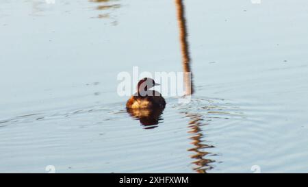 Afrikanischer Little Grebe (Tachybaptus ruficollis capensis) Stockfoto