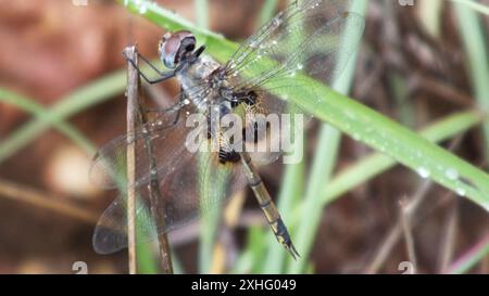 Schlüssellochgleiter (Tramea basilaris) Stockfoto