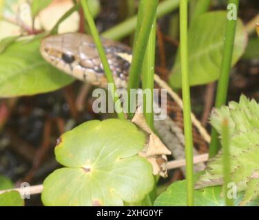 Küste Garter Snake (Thamnophis Elegans Terrestris) Stockfoto