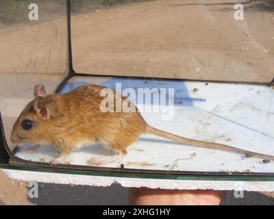 Bushveld-Gerbil (Gerbilliscus leucogaster) Stockfoto