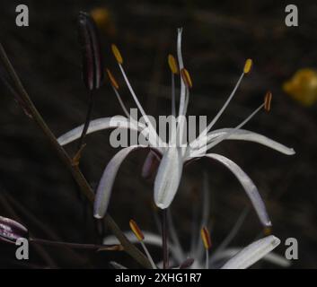 Wellige Seifenpflanze (Chlorogalum pomeridianum) Stockfoto