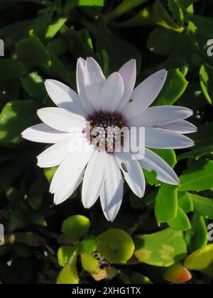 Afrikanische Gänseblümchen (Dimorphotheca fruticosa) Stockfoto