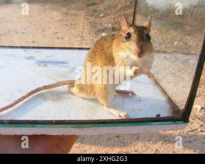 Bushveld-Gerbil (Gerbilliscus leucogaster) Stockfoto
