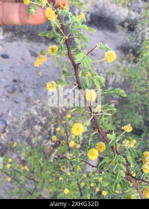 Weißhornakazie (Vachellia constricta) Stockfoto