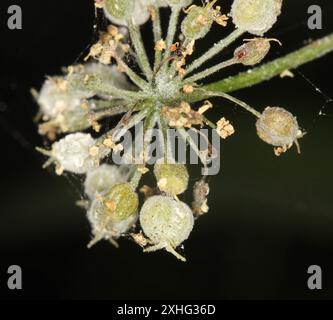 Westlicher Wasserhemlock (Cicuta douglasii) Stockfoto