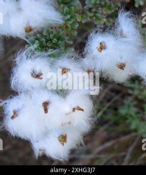 Afrikanischer wilder Rosmarin (Eriocephalus africanus africanus) Stockfoto